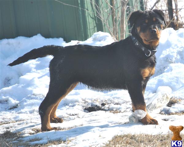 rottweiler puppy posted by VON SCHINDLER